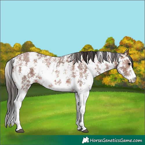 Horse Color:Brown Sabino Rabicano  and Bay Sabino Rabicano 