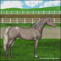 Horse Color:Silver Grullo Roan Snowflake Varnish Rabicano 