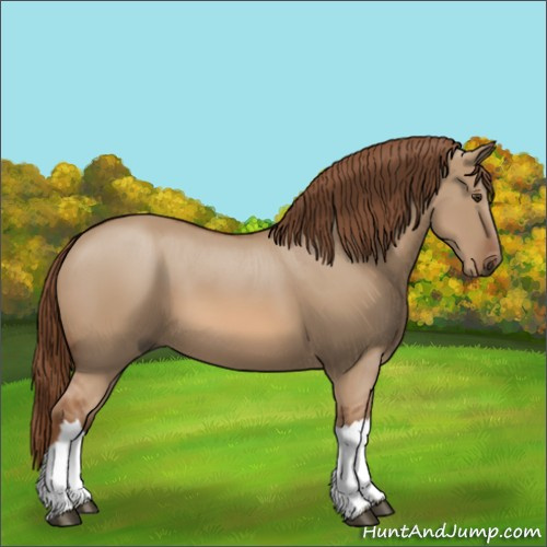 Horse Color:Red Dun