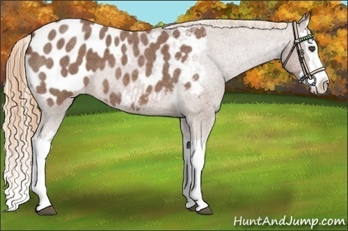 Horse Color:Red Roan Splash Appaloosa 