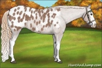 Horse Color:Red Roan Splash Appaloosa 