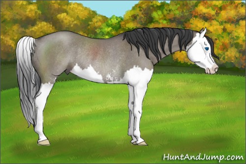 Horse Color:Grullo Sabino Splash Rabicano 