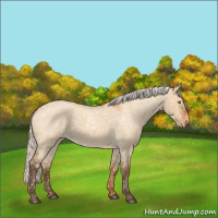 Horse Color:Silver Bay Roan Dun Appaloosa Rabicano 