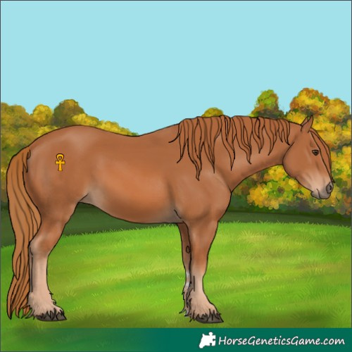 Horse Color:Chestnut 