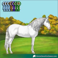 Horse Color:Silver Amber Cream Champagne Sabino Appaloosa Rabicano