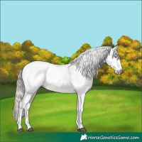 Horse Color:Gray Brown Pearl Dun Splash Tobiano Appaloosa 