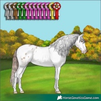 Horse Color:Classic Champagne Dun Splash Tobiano Appaloosa Rabicano 