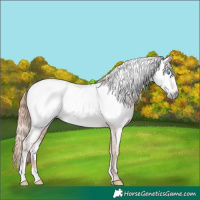Horse Color:Gray Smoky Creme Near Fewspot Rabicano 
