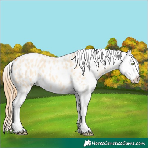 Horse Color:Gold Champagne Roan Dun Splash Tobiano Frame Appaloosa Rabicano 