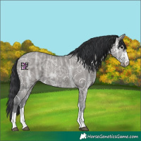 Horse Color:Grullo Ice Rabicano