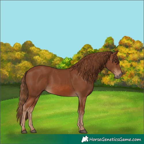 Horse Color:Chestnut 