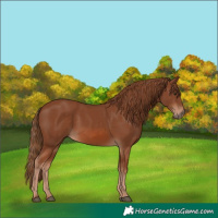 Horse Color:Chestnut 