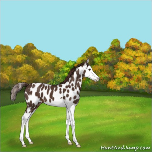 Horse Color:Liver Chestnut Splash Appaloosa 