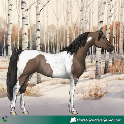 Horse Color:Liver Red Dun Tobiano Rabicano 