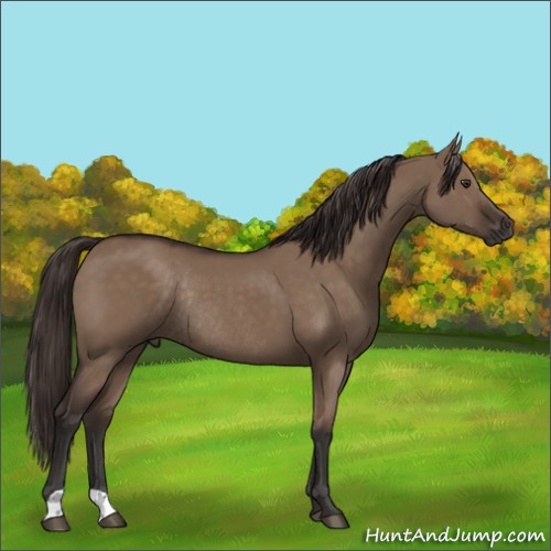 Horse Color:Liver Red Dun Rabicano 