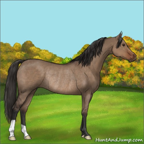 Horse Color:Liver Red Dun Rabicano 