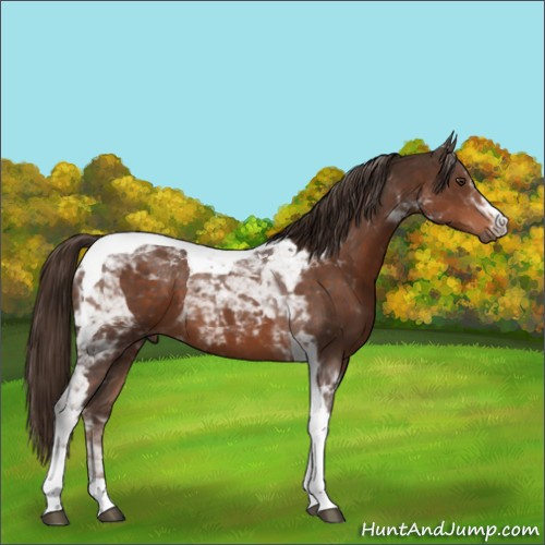 Horse Color:Liver Chestnut Tobiano 