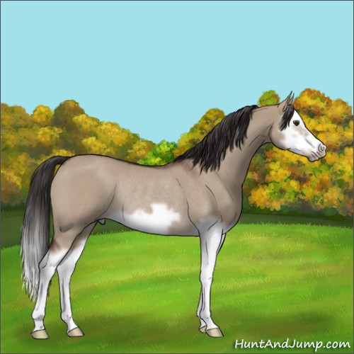 Horse Color:Liver Red Dun Roan Splash Frame Rabicano 