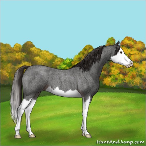 Horse Color:Liver Red Roan Splash 