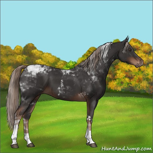 Horse Color:Liver Chestnut Tobiano 
