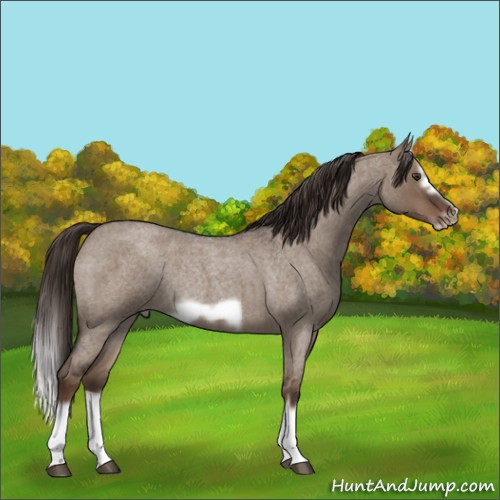 Horse Color:Liver Red Dun Roan Splash Frame Rabicano 