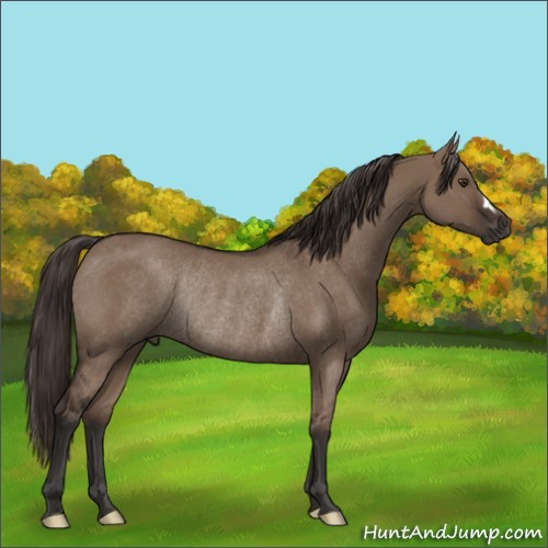 Horse Color:Liver Red Dun Rabicano 
