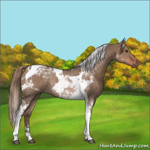 Horse Color:Liver Red Dun Tobiano Rabicano 