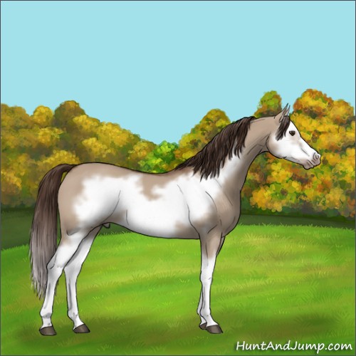 Horse Color:Liver Red Dun Splash Frame 