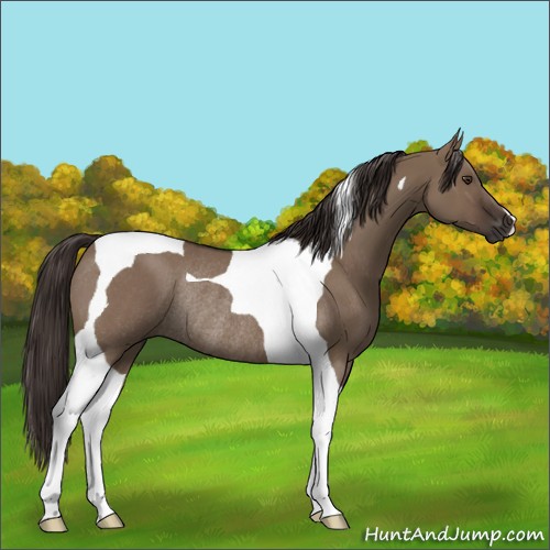Horse Color:Liver Red Dun Tobiano Rabicano 