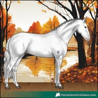 Horse Color:Silver Bay Roan Tobiano Snowflake Varnish