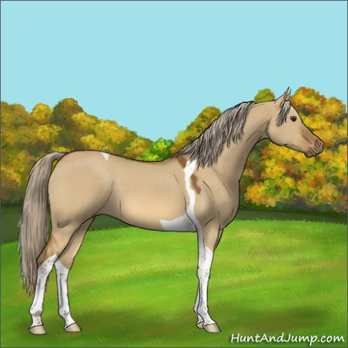 Horse Color:Chocolate Palomino Dun Tobiano 