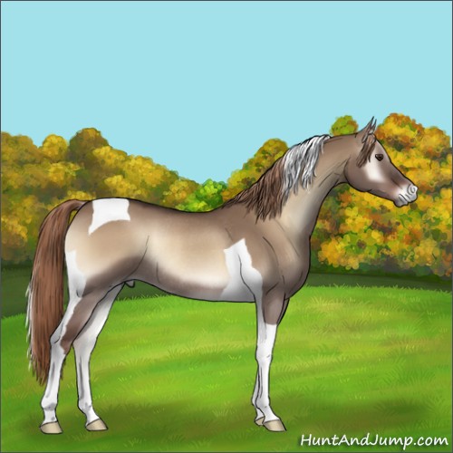 Horse Color:Liver Red Dun Onyx Tobiano Rabicano 