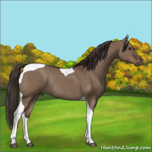 Horse Color:Liver Red Dun Tobiano Rabicano 