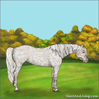 Horse Color:Silver Grullo Roan Appaloosa Rabicano 