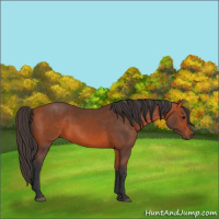 Horse Color:Bay Rabicano 