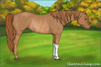Horse Color:Chestnut Rabicano 
