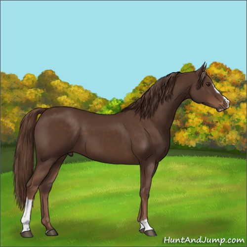 Horse Color:Liver Chestnut Sabino 