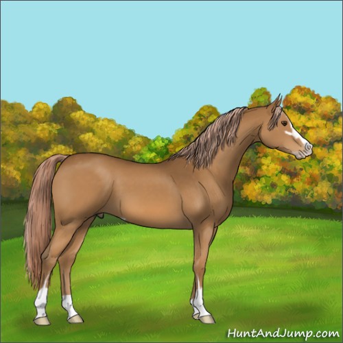 Horse Color:Chocolate Palomino Sabino 