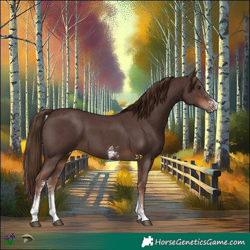 Horse Color:Liver Chestnut Sabino 