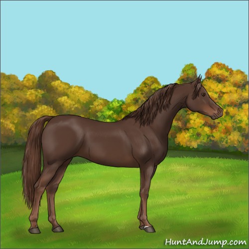 Horse Color:Liver Chestnut Sabino 