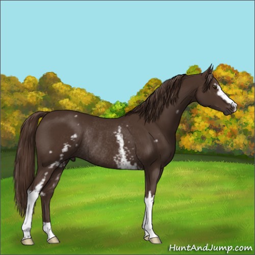 Horse Color:White Spotted Liver Chestnut Rabicano 