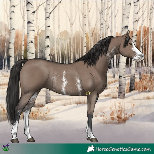 Horse Color:Liver Red Dun Sabino Rabicano 
