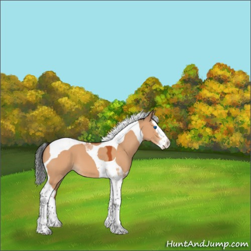 Horse Color:Bay Dun Splash Tobiano 