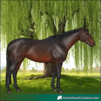 Horse Color:Brown 
