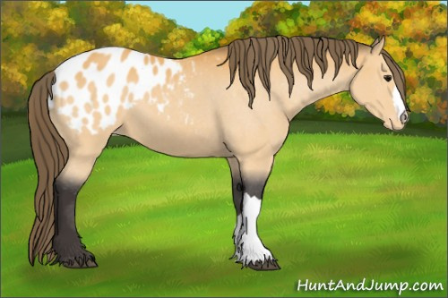 Horse Color:Unknown 