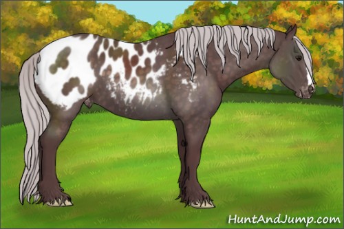 Horse Color:Platinum Chocolate Silver Brown Appaloosa 