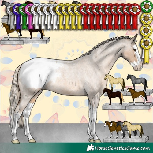 Horse Color:Chocolate Palomino Roan Splash Appaloosa 