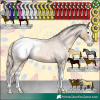 Horse Color:Chocolate Palomino Roan Splash Appaloosa 