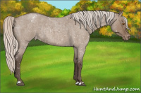 Horse Color:Silver Grullo Roan Appaloosa Rabicano 
