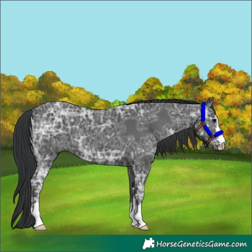 Horse Color:Black Ice 